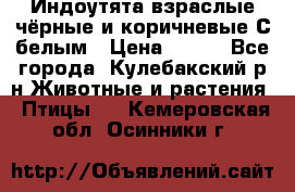 Индоутята взраслые чёрные и коричневые С белым › Цена ­ 450 - Все города, Кулебакский р-н Животные и растения » Птицы   . Кемеровская обл.,Осинники г.